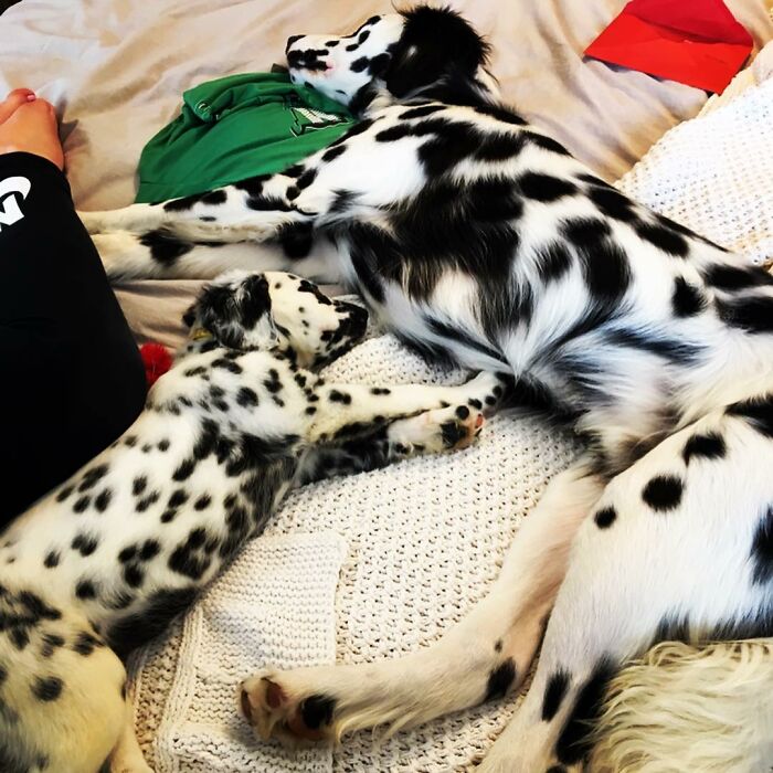 Meet The Adorable Dog That Looks Like A Mix Between A Dalmatian And A Golden Retriever Meet The Adorable Dog That Looks Like A Mix Between A Dalmatian And A Golden Retriever