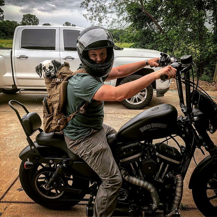 Meet The Adorable Dog That Looks Like A Mix Between A Dalmatian And A Golden Retriever Meet The Adorable Dog That Looks Like A Mix Between A Dalmatian And A Golden Retriever