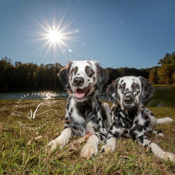 Meet The Adorable Dog That Looks Like A Mix Between A Dalmatian And A Golden Retriever Meet The Adorable Dog That Looks Like A Mix Between A Dalmatian And A Golden Retriever