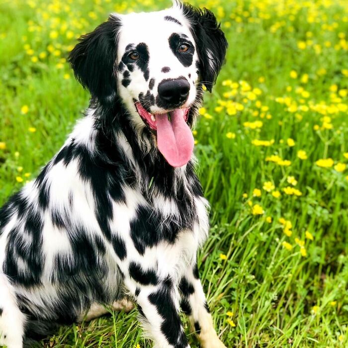 Meet The Adorable Dog That Looks Like A Mix Between A Dalmatian And A Golden Retriever Meet The Adorable Dog That Looks Like A Mix Between A Dalmatian And A Golden Retriever