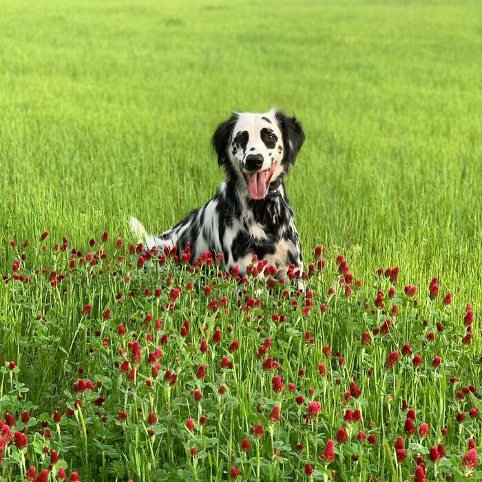 Meet The Adorable Dog That Looks Like A Mix Between A Dalmatian And A Golden Retriever Meet The Adorable Dog That Looks Like A Mix Between A Dalmatian And A Golden Retriever