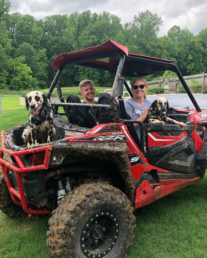 Meet The Adorable Dog That Looks Like A Mix Between A Dalmatian And A Golden Retriever Meet The Adorable Dog That Looks Like A Mix Between A Dalmatian And A Golden Retriever