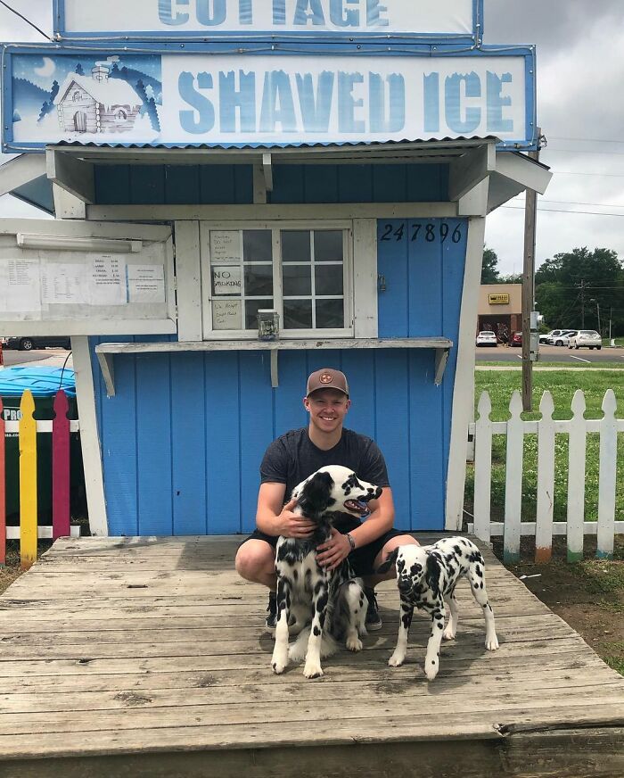 Meet The Adorable Dog That Looks Like A Mix Between A Dalmatian And A Golden Retriever Meet The Adorable Dog That Looks Like A Mix Between A Dalmatian And A Golden Retriever