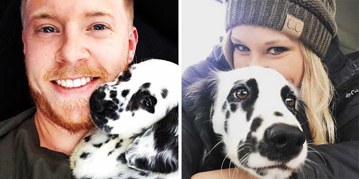 Meet The Adorable Dog That Looks Like A Mix Between A Dalmatian And A Golden Retriever Meet The Adorable Dog That Looks Like A Mix Between A Dalmatian And A Golden Retriever