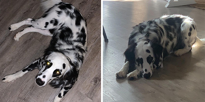 Meet The Adorable Dog That Looks Like A Mix Between A Dalmatian And A Golden Retriever Meet The Adorable Dog That Looks Like A Mix Between A Dalmatian And A Golden Retriever