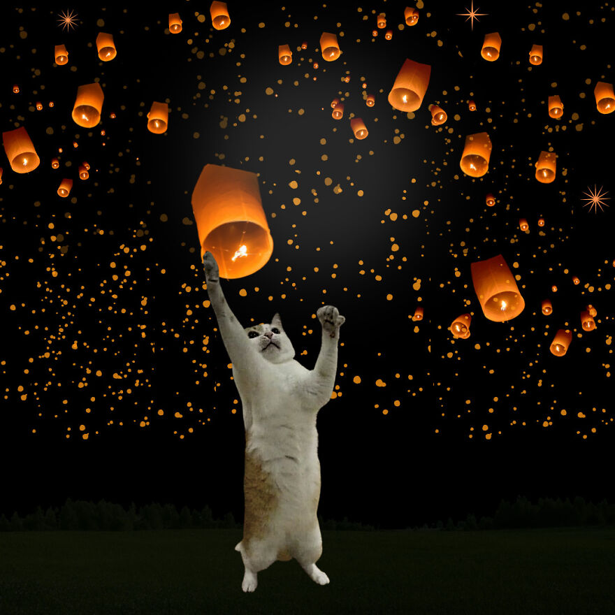 My Cat Poppy Came Back As Mango My Cat Poppy Came Back As Mango