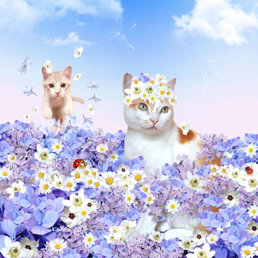 My Cat Poppy Came Back As Mango My Cat Poppy Came Back As Mango