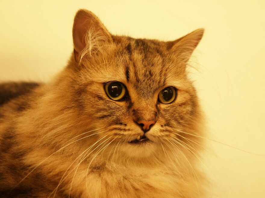 My Cat Poppy Came Back As Mango