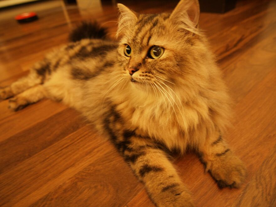 My Cat Poppy Came Back As Mango My Cat Poppy Came Back As Mango