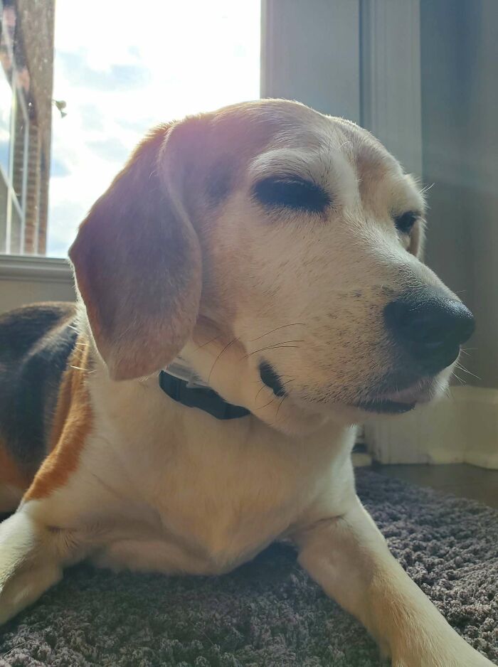 My Precious Boi Odie