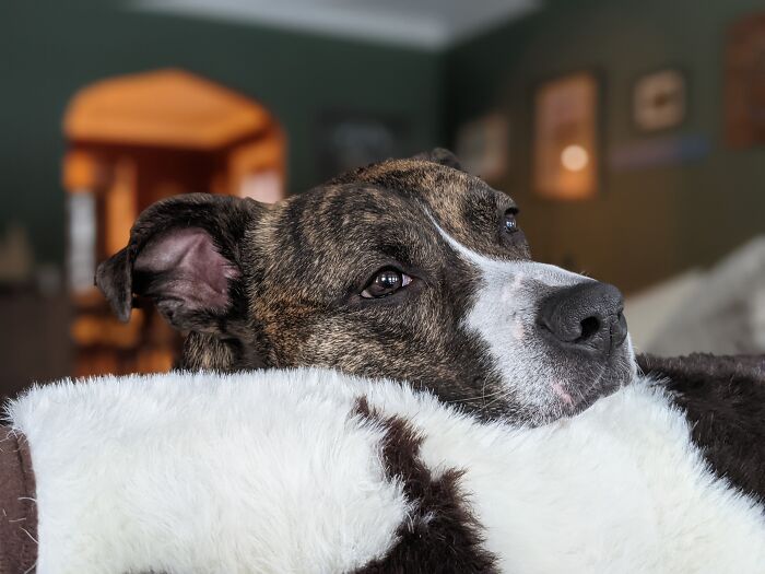 Quinn, Our Rescue Mutt