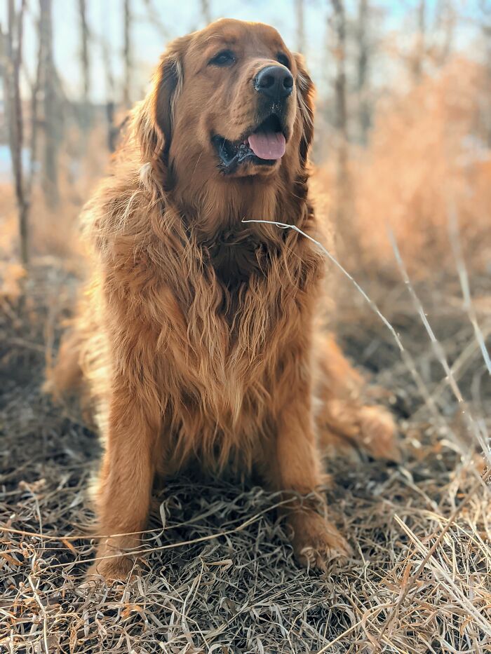 Our Gentle Giant - Butters
