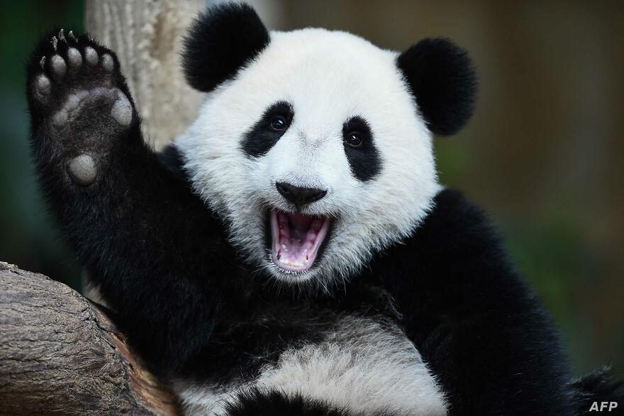 20 Interesting Facts About Giant Pandas 20 Interesting Facts About Giant Pandas
