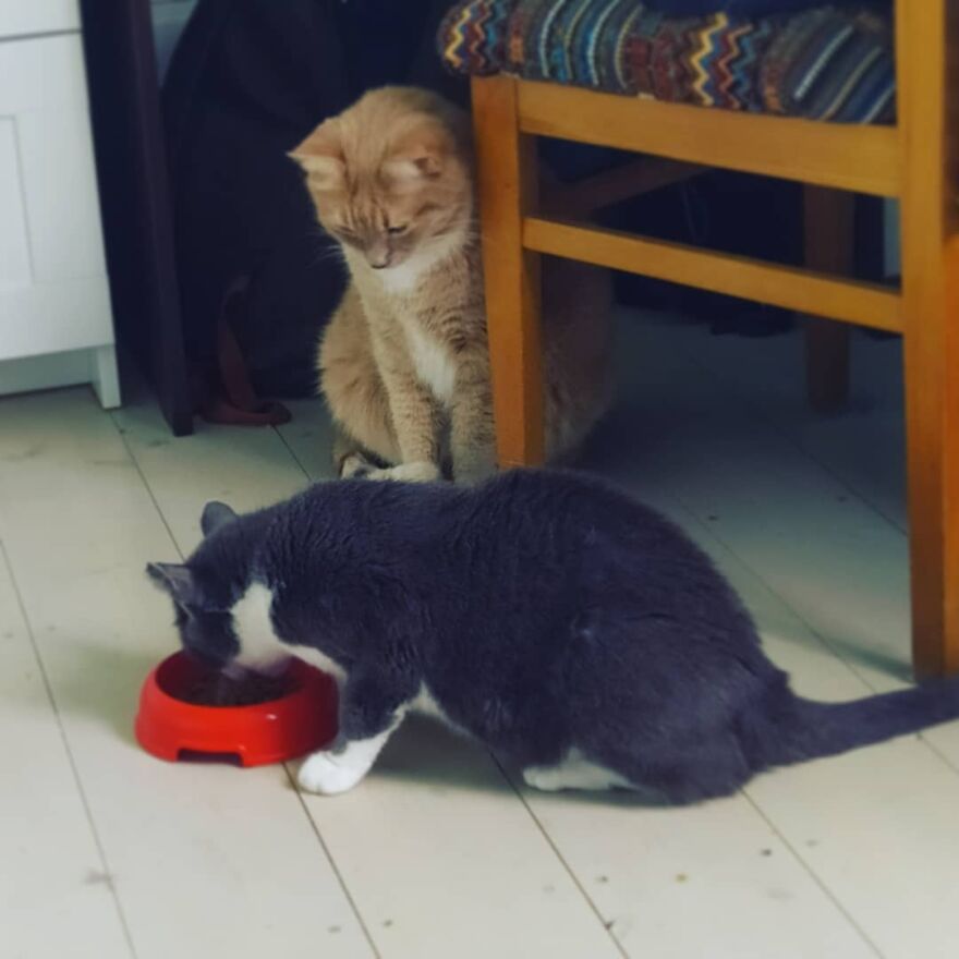 Cat Psychologist Busts 13 Myths About Cats And All Cat Owners Should Know Why These Myths Are Wrong Cat Psychologist Busts 13 Myths About Cats And All Cat Owners Should Know Why These Myths Are Wrong