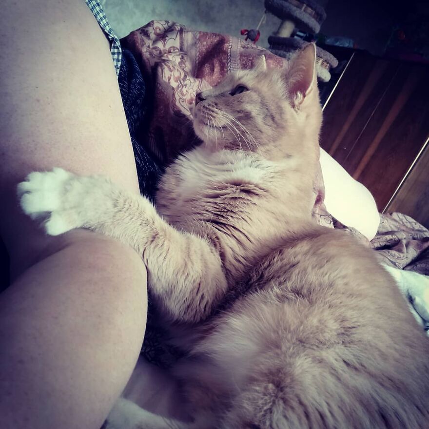 Cat Psychologist Busts 13 Myths About Cats And All Cat Owners Should Know Why These Myths Are Wrong Cat Psychologist Busts 13 Myths About Cats And All Cat Owners Should Know Why These Myths Are Wrong