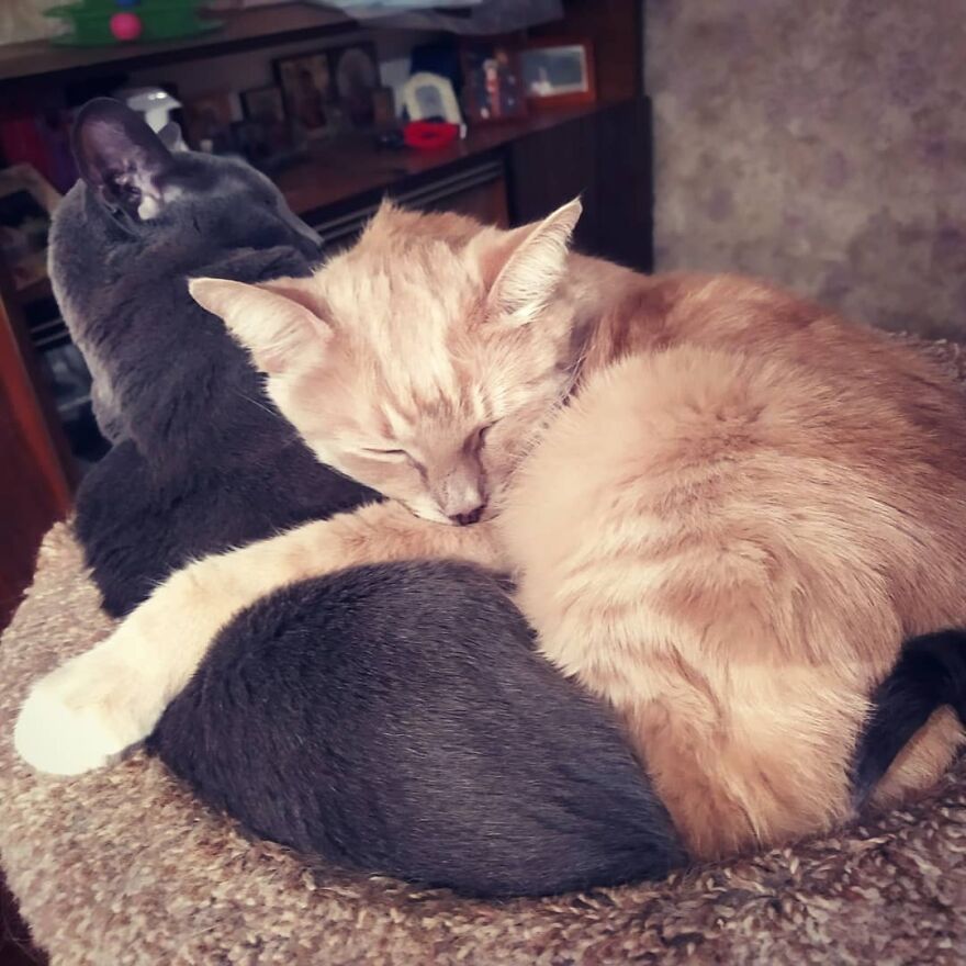 Cat Psychologist Busts 13 Myths About Cats And All Cat Owners Should Know Why These Myths Are Wrong Cat Psychologist Busts 13 Myths About Cats And All Cat Owners Should Know Why These Myths Are Wrong