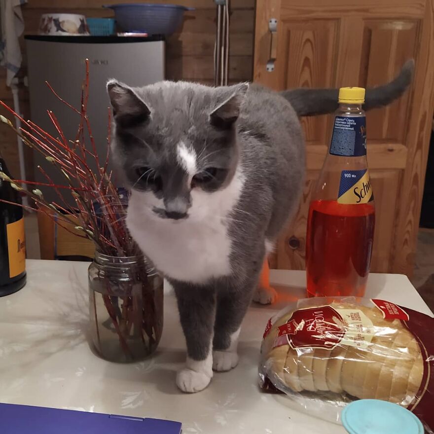 Cat Psychologist Busts 13 Myths About Cats And All Cat Owners Should Know Why These Myths Are Wrong Cat Psychologist Busts 13 Myths About Cats And All Cat Owners Should Know Why These Myths Are Wrong