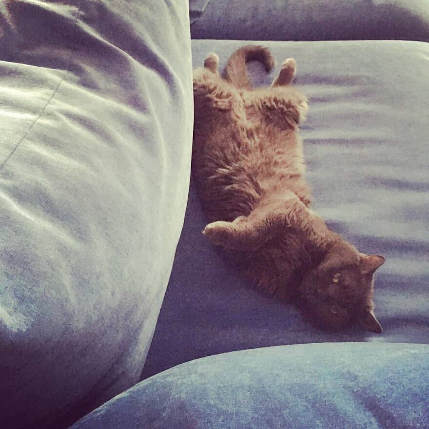 Cat Psychologist Busts 13 Myths About Cats And All Cat Owners Should Know Why These Myths Are Wrong Cat Psychologist Busts 13 Myths About Cats And All Cat Owners Should Know Why These Myths Are Wrong