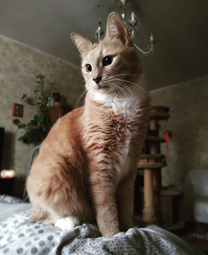 Cat Psychologist Busts 13 Myths About Cats And All Cat Owners Should Know Why These Myths Are Wrong Cat Psychologist Busts 13 Myths About Cats And All Cat Owners Should Know Why These Myths Are Wrong