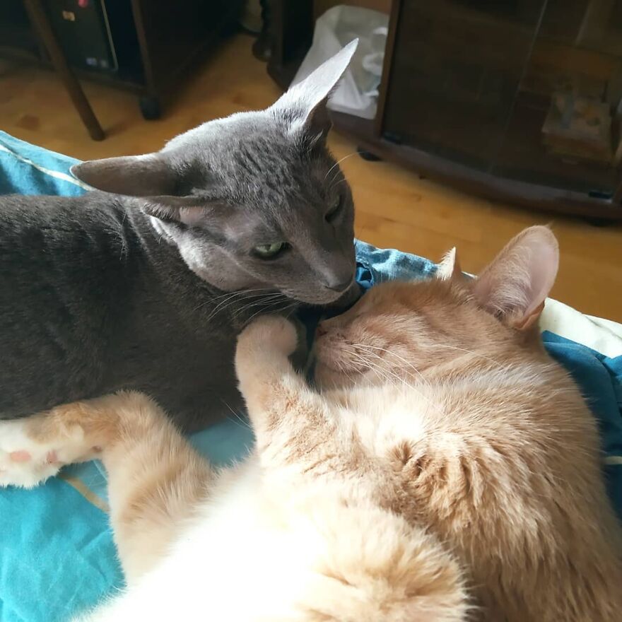 Cat Psychologist Busts 13 Myths About Cats And All Cat Owners Should Know Why These Myths Are Wrong Cat Psychologist Busts 13 Myths About Cats And All Cat Owners Should Know Why These Myths Are Wrong