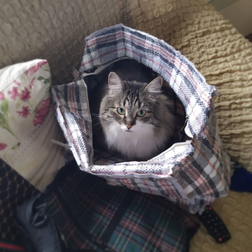 Cat Psychologist Busts 13 Myths About Cats And All Cat Owners Should Know Why These Myths Are Wrong Cat Psychologist Busts 13 Myths About Cats And All Cat Owners Should Know Why These Myths Are Wrong