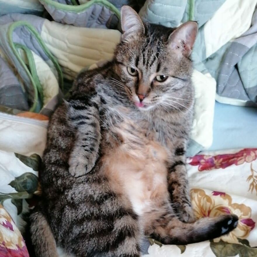 Cat Psychologist Busts 13 Myths About Cats And All Cat Owners Should Know Why These Myths Are Wrong Cat Psychologist Busts 13 Myths About Cats And All Cat Owners Should Know Why These Myths Are Wrong