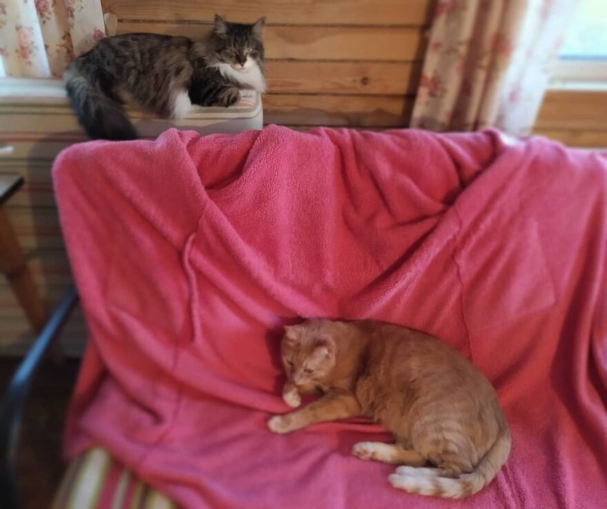 Cat Psychologist Busts 13 Myths About Cats And All Cat Owners Should Know Why These Myths Are Wrong Cat Psychologist Busts 13 Myths About Cats And All Cat Owners Should Know Why These Myths Are Wrong