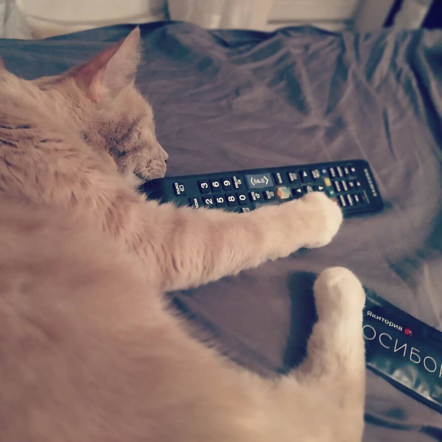 Cat Psychologist Busts 13 Myths About Cats And All Cat Owners Should Know Why These Myths Are Wrong Cat Psychologist Busts 13 Myths About Cats And All Cat Owners Should Know Why These Myths Are Wrong