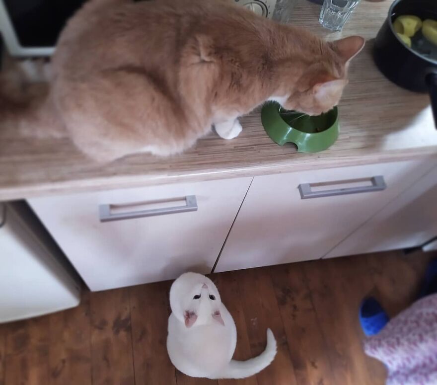 Cat Psychologist Busts 13 Myths About Cats And All Cat Owners Should Know Why These Myths Are Wrong Cat Psychologist Busts 13 Myths About Cats And All Cat Owners Should Know Why These Myths Are Wrong