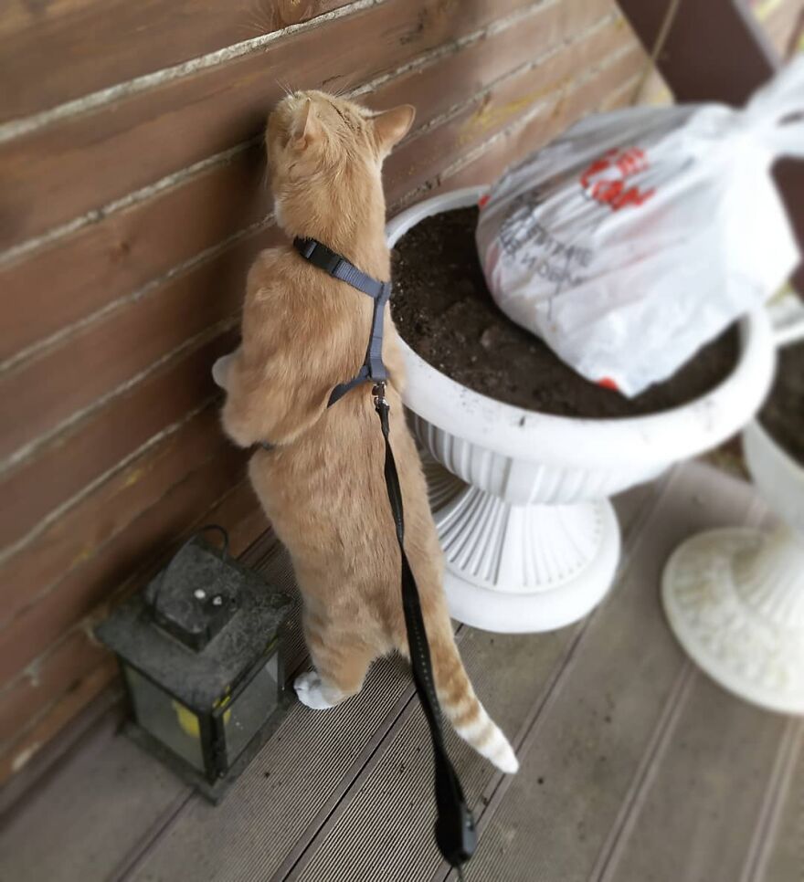 Cat Psychologist Busts 13 Myths About Cats And All Cat Owners Should Know Why These Myths Are Wrong Cat Psychologist Busts 13 Myths About Cats And All Cat Owners Should Know Why These Myths Are Wrong