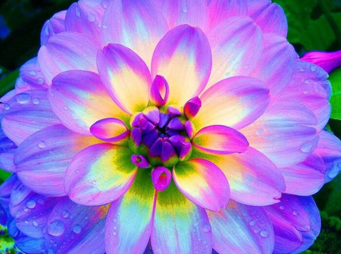 Example 2 (Flower Photo):