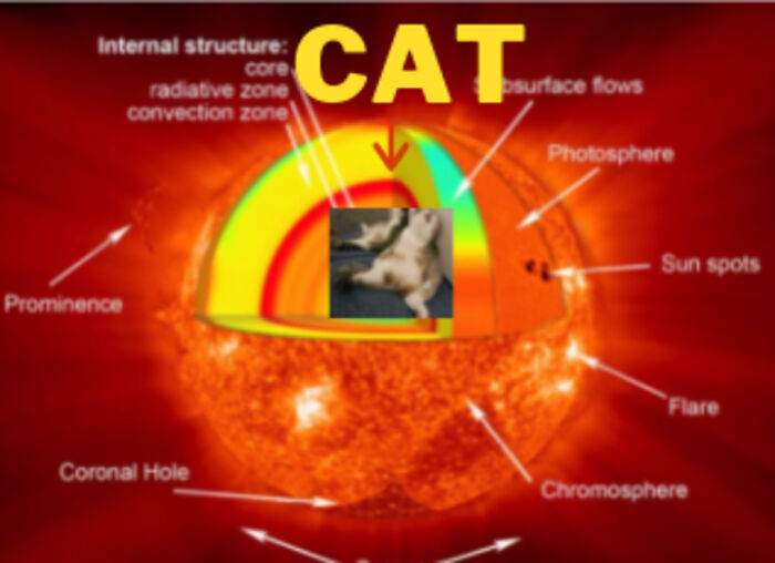 Cats Love Laying In The Sun