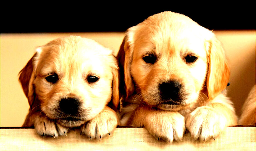 Made More Sunlight Because Thses Two Pups Are Pure Gold Cutness