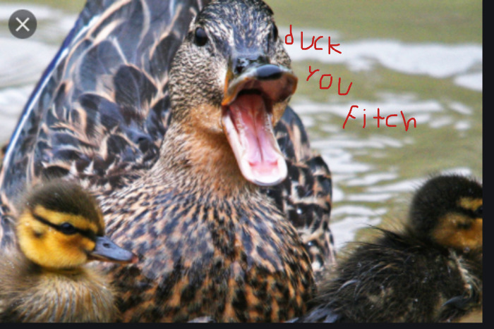 When Your Duck Lets Your Kids Do What You Were Not Allowed To Do