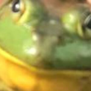 thenuggsz1234 avatar