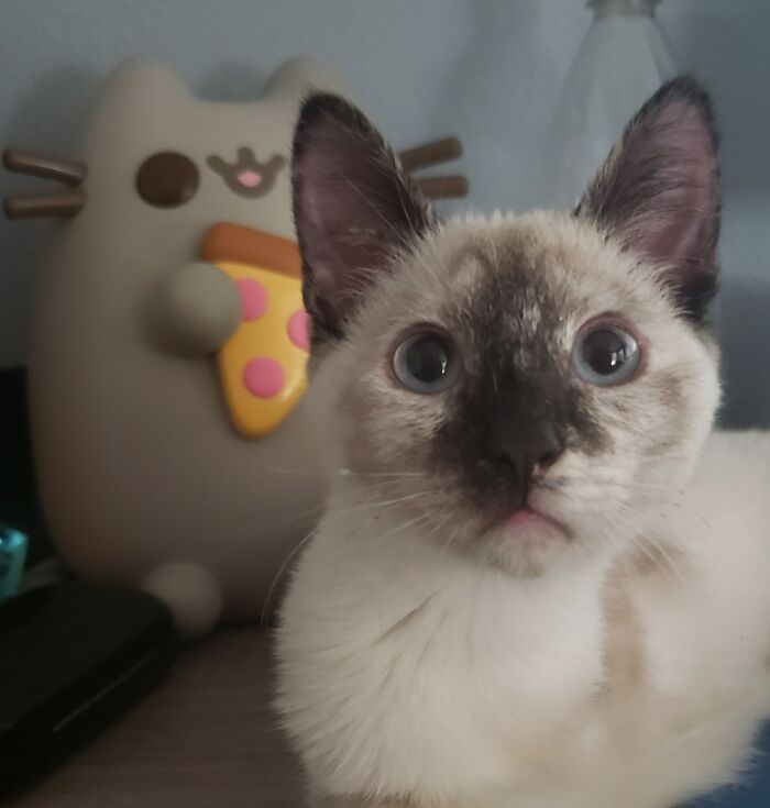 Felt Cute, Might Delete Later