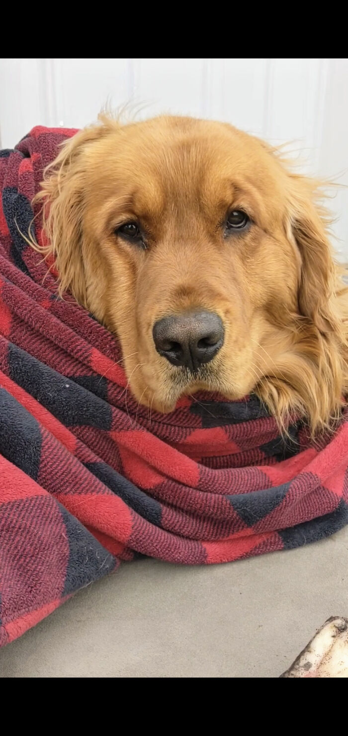 Very Tired Lazy Two Year Old Here Today