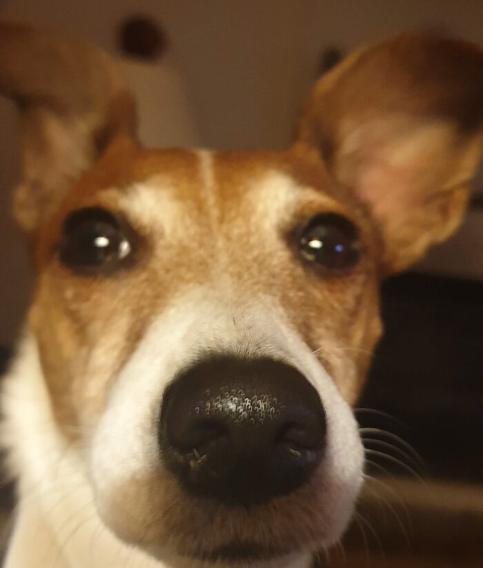 Who Wants To Boop My Nose..?