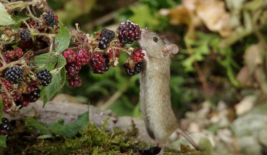 I Photographed The Mouse By The Brambles I Photographed The Mouse By The Brambles