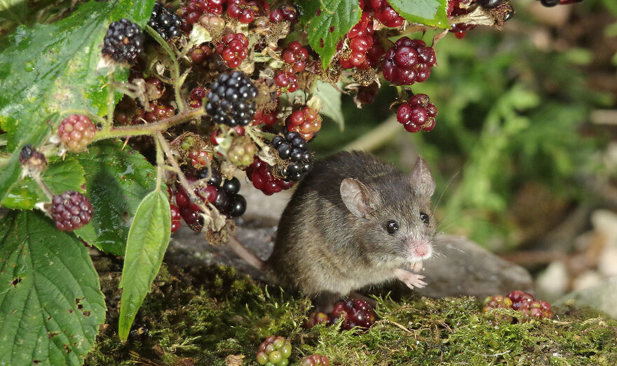I Photographed The Mouse By The Brambles