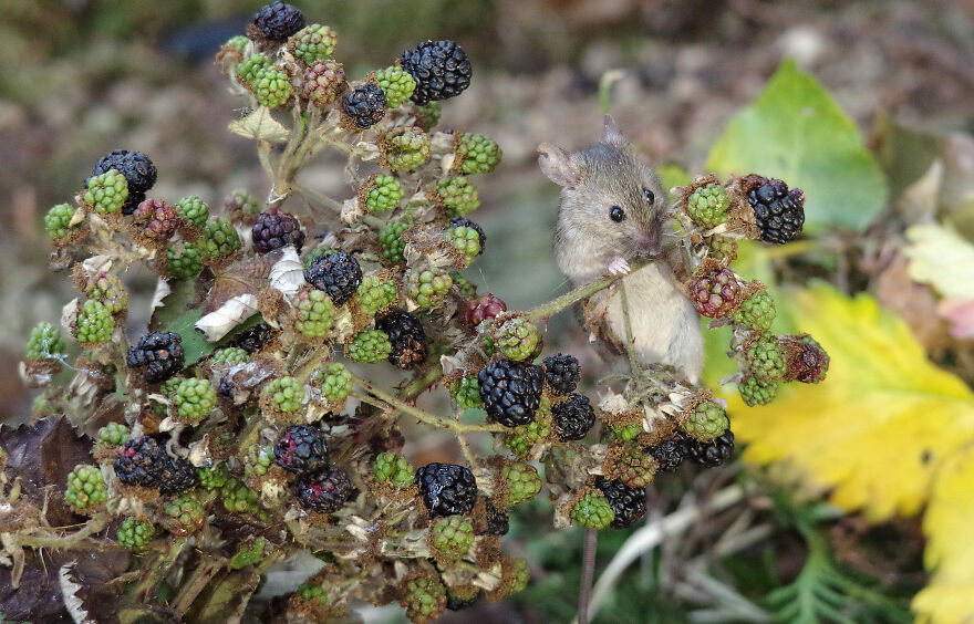 I Photographed The Mouse By The Brambles I Photographed The Mouse By The Brambles