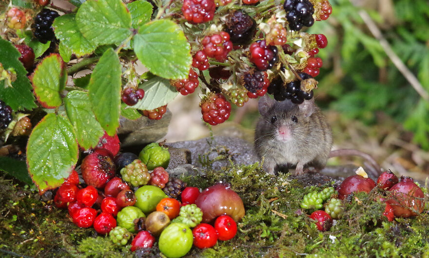 I Photographed The Mouse By The Brambles I Photographed The Mouse By The Brambles
