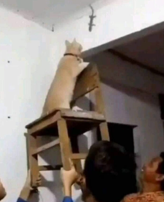 This Facebook Page Is All About Animal Images That Need To Be Seen (100 New Pics)