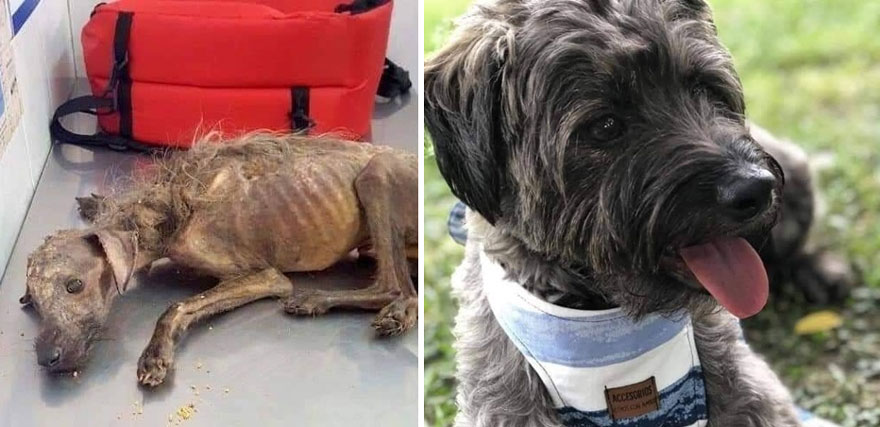 This Poor Dog Was On The Brink Of Death