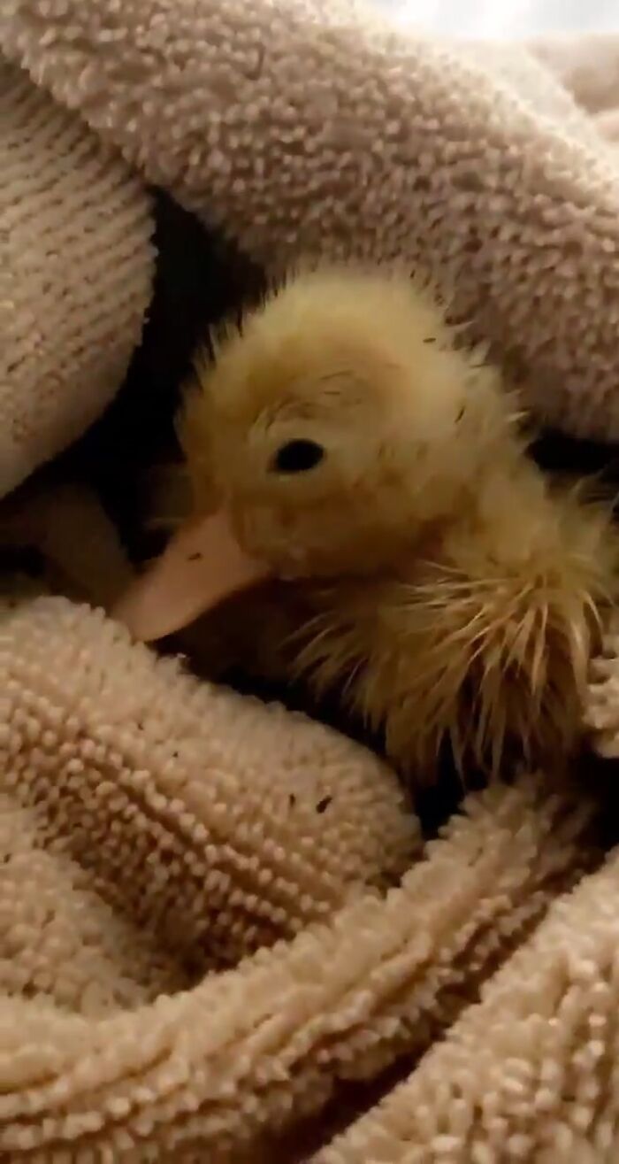 Woman Surprised After A TikTok Hack Worked And She Hatched A Duck From A Supermarket Egg
