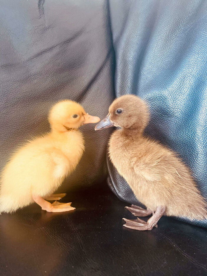 Woman Surprised After A TikTok Hack Worked And She Hatched A Duck From A Supermarket Egg Woman Surprised After A TikTok Hack Worked And She Hatched A Duck From A Supermarket Egg