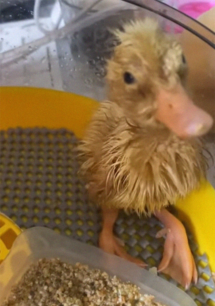 https://www.boredpanda.com/blog/wp-content/uploads/2021/05/Woman-manages-to-hatch-duck-egg-she-bought-in-a-supermarket-6098f3aada56c__700.jpg