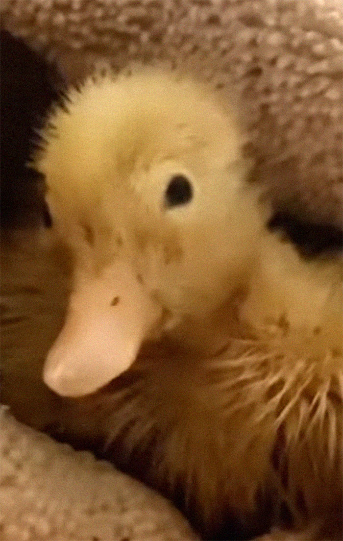 Woman Surprised After A TikTok Hack Worked And She Hatched A Duck From A Supermarket Egg Woman Surprised After A TikTok Hack Worked And She Hatched A Duck From A Supermarket Egg