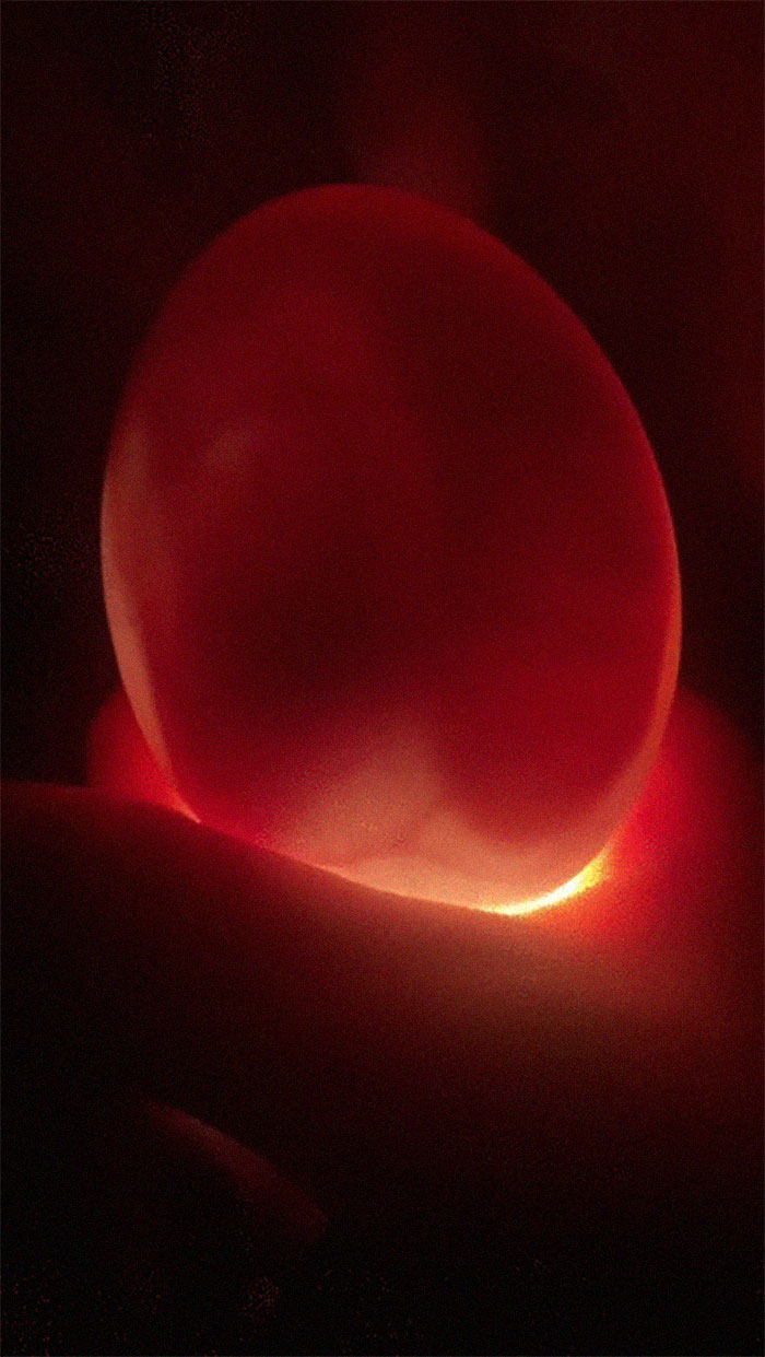 Woman Surprised After A TikTok Hack Worked And She Hatched A Duck From A Supermarket Egg