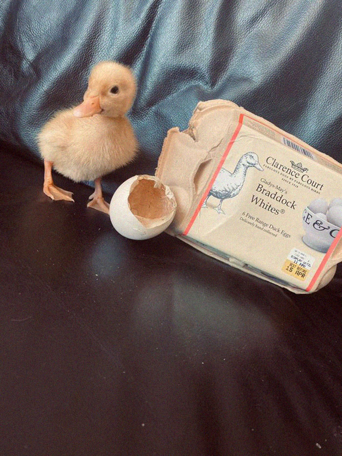 Woman Surprised After A TikTok Hack Worked And She Hatched A Duck From A Supermarket Egg